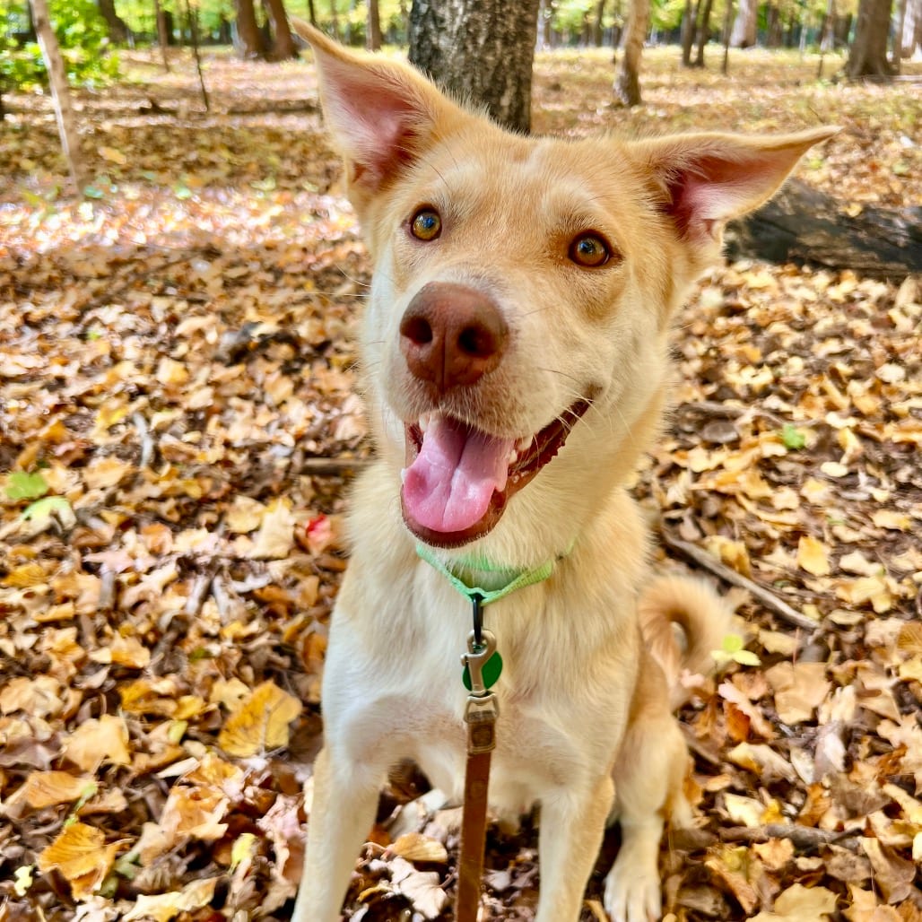 Photo of Mystery, adoptable Mixed Breed (Medium) in Buffalo, Minnesota