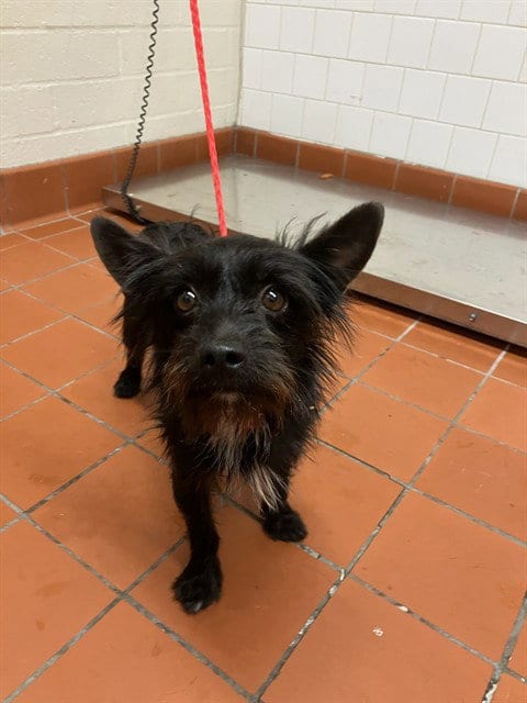 Photo of Bingo, adoptable Chihuahua in Camarillo, California