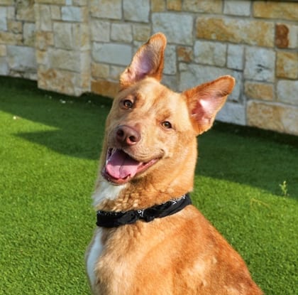 Photo of Queso, adoptable Australian Cattle Dog/Mix