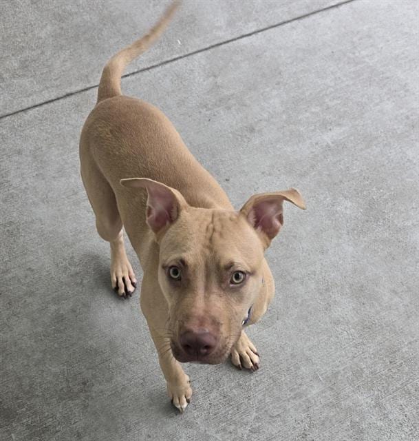 Photo of Edamame, adoptable dog in Palmetto, Florida