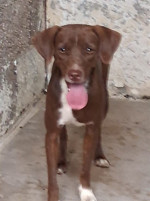 Photo of Choco, adoptable dog