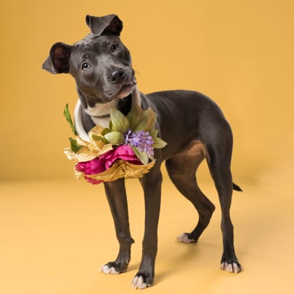 Photo of Teagan, adoptable dog in Atlanta, Georgia