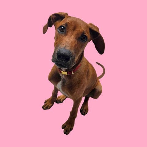 Photo of Daisy, adoptable Redbone Coonhound in Bakersfield, California