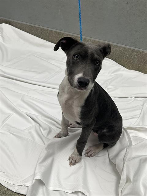 Photo of Jolene, adoptable Pit Bull Terrier in Las Vegas, Nevada