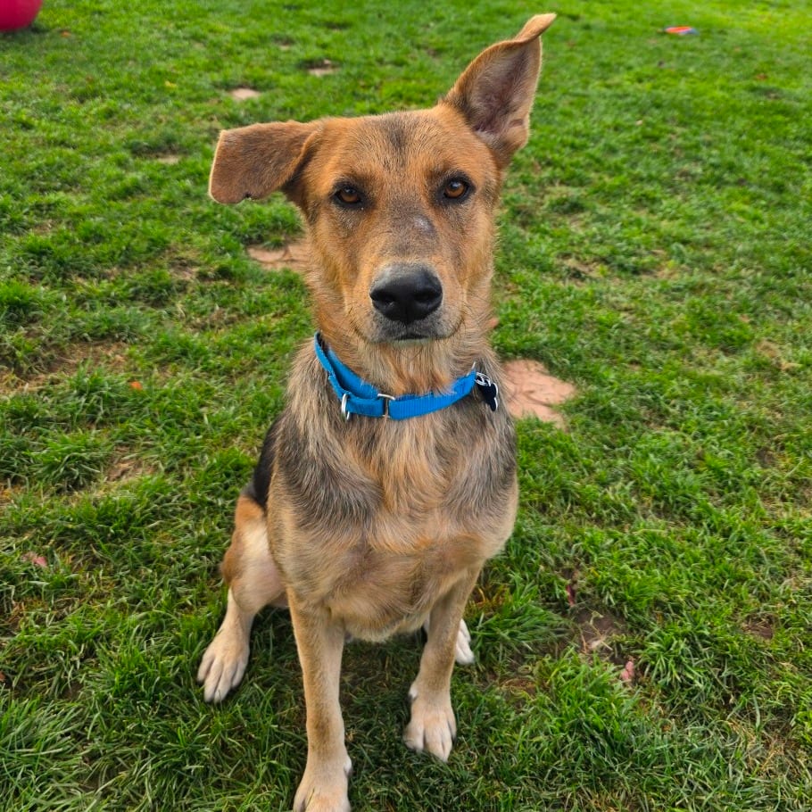 Photo of Muggie, adoptable Shepherd, German / Mix in Kanab, Utah