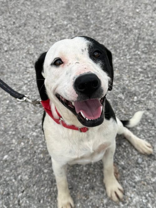 Photo of Cova, adoptable Terrier in Evansville, Indiana