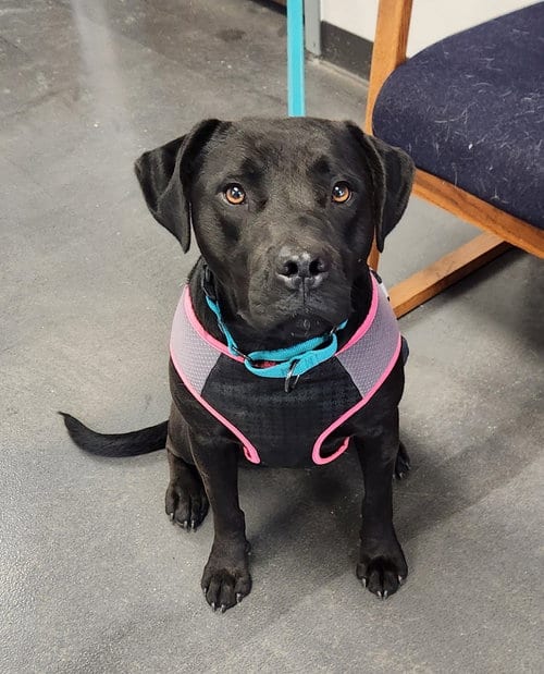 Photo of Matilda, adoptable Black Labrador Retriever in Clinton, Oklahoma