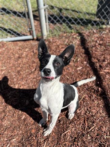 Photo of Bella, adoptable Terrier in Panama City, Florida