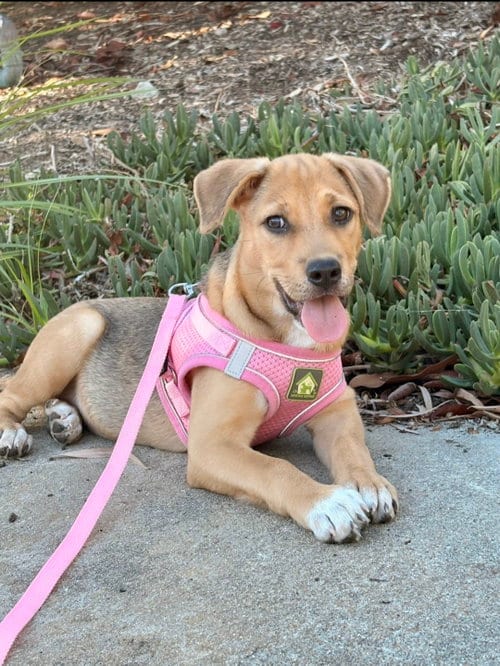 Photo of Val, adoptable Beagle in Escondido, California