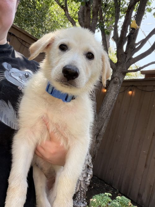 Photo of Ruby, adoptable Great Pyrenees in Dallas, Texas
