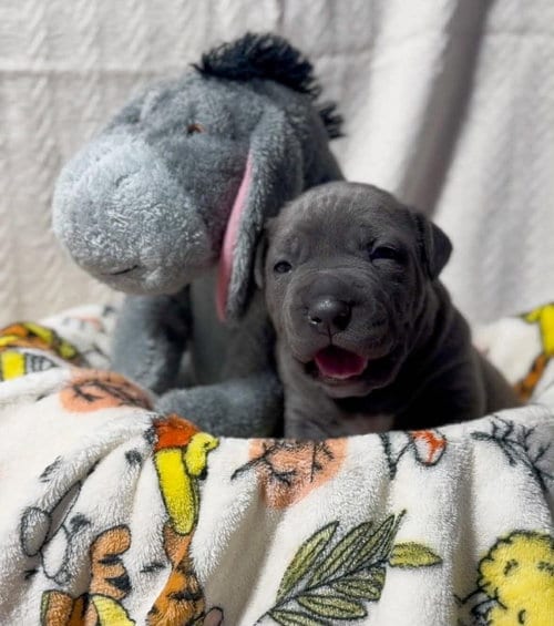 Photo of Eeyore, adoptable American Pit Bull Terrier in Belleville, Michigan