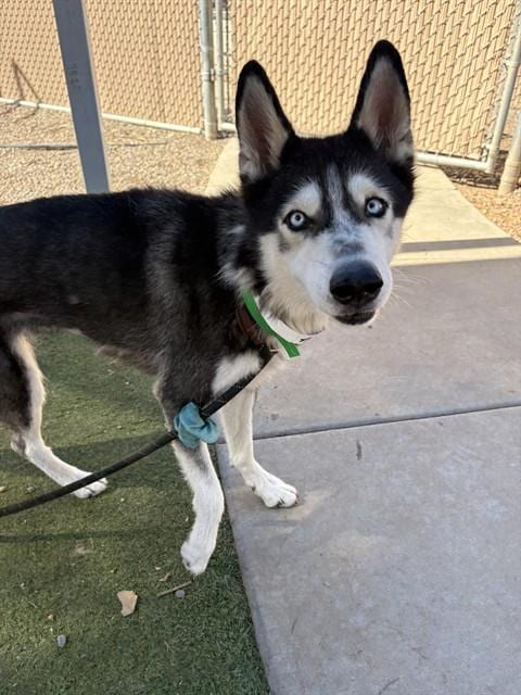 Photo of Pupsicle, adoptable Husky in Phoenix, Arizona