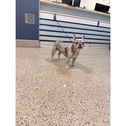 Photo of Koi, adoptable French Bulldog in Doral, Florida