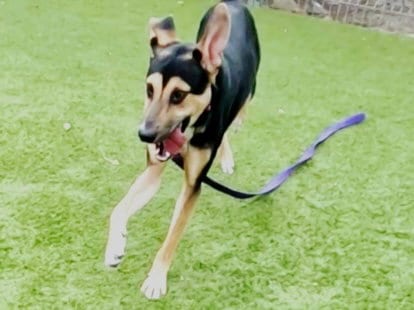 Photo of Gumball Watterson, adoptable German Shepherd Dog in Martinez, California
