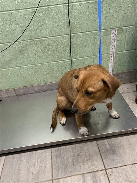 Photo of Bagel, adoptable American Staffordshire Terrier in Grand Prairie, Texas