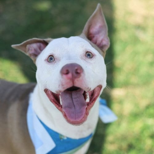 Photo of Cutie Pie, adoptable American Staffordshire Terrier in San Antonio, Texas
