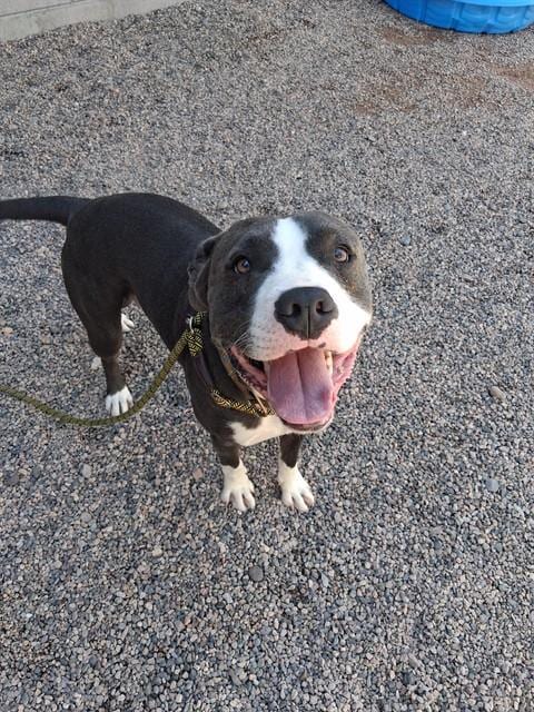 Photo of Tank, adoptable American Pit Bull Terrier in Mesa, Arizona