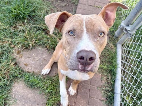 Photo of Donnie, adoptable Staffordshire Bull Terrier in Houston, Texas
