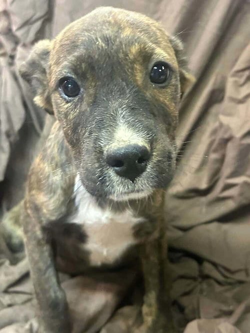Photo of Johnson Rs : Rue, adoptable Boxer in Aurora, Indiana