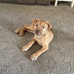 Photo of Pierre- Belles & Beau Litter, adoptable American Staffordshire Terrier in Holly Springs, North Carolina
