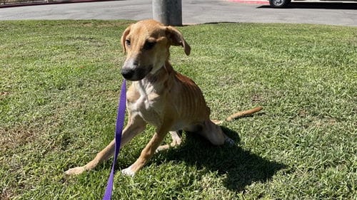 Photo of Hashbrown, adoptable Terrier in Riverside, California