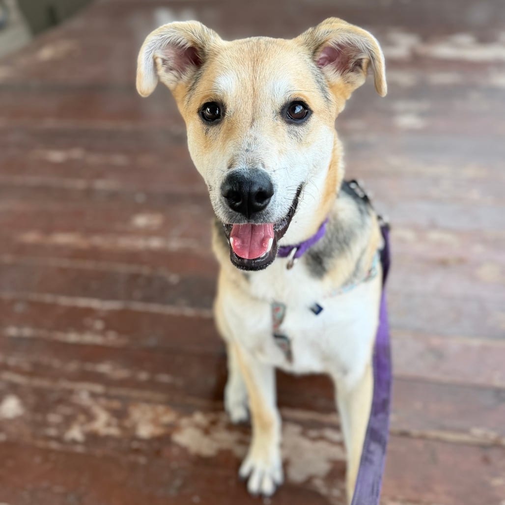 Photo of Stormie, adoptable Shepherd / Mixed Breed (Medium) in South Elgin, Illinois