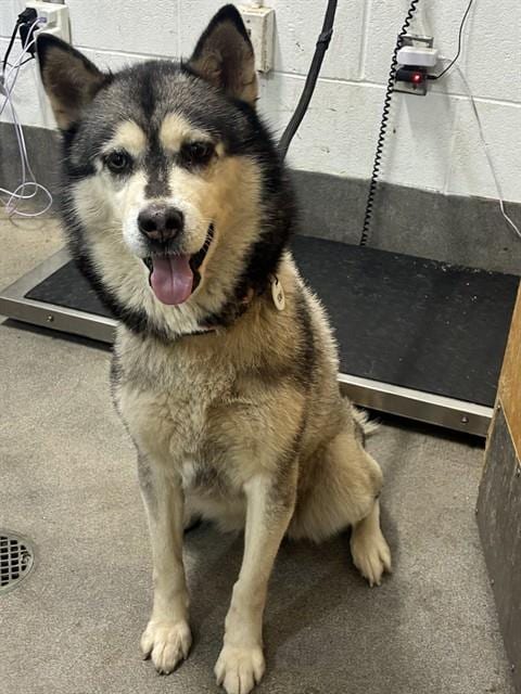 Photo of Sandy, adoptable Siberian Husky in Forestville, Maryland
