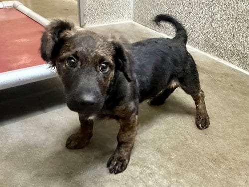 Photo of Steeler, adoptable Dachshund in Santa Rosa, California