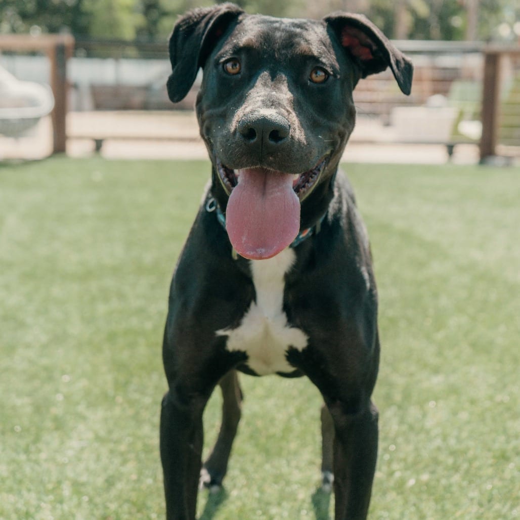 Photo of Buddy, adoptable Terrier, Pit Bull in California, California