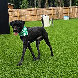 Photo of Beanie, adoptable Poodle (Standard) in Riverview, Florida