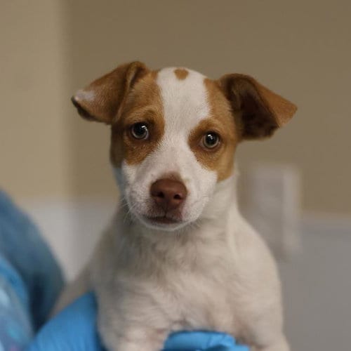Photo of Elvis, adoptable Terrier in San Antonio, Texas