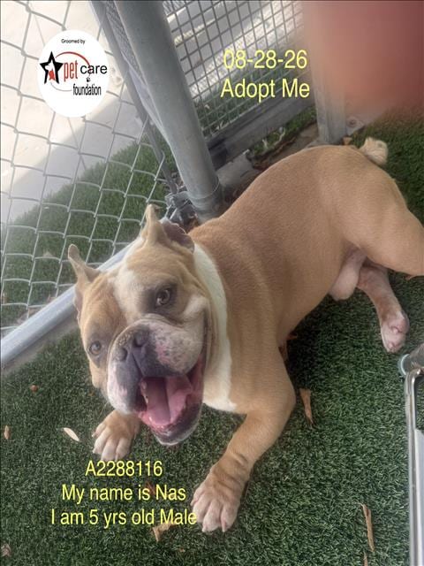 Photo of Nas, adoptable English Bulldog in Los Angeles, California