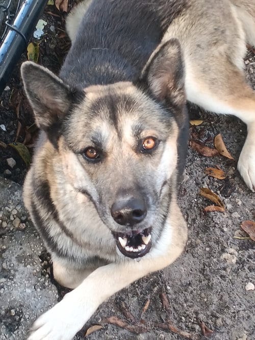 Photo of Lyssa 3178, adoptable German Shepherd Dog in Plantation, Florida