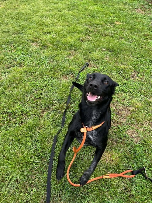 Photo of Jade, adoptable Labrador Retriever in Front Royal, Virginia