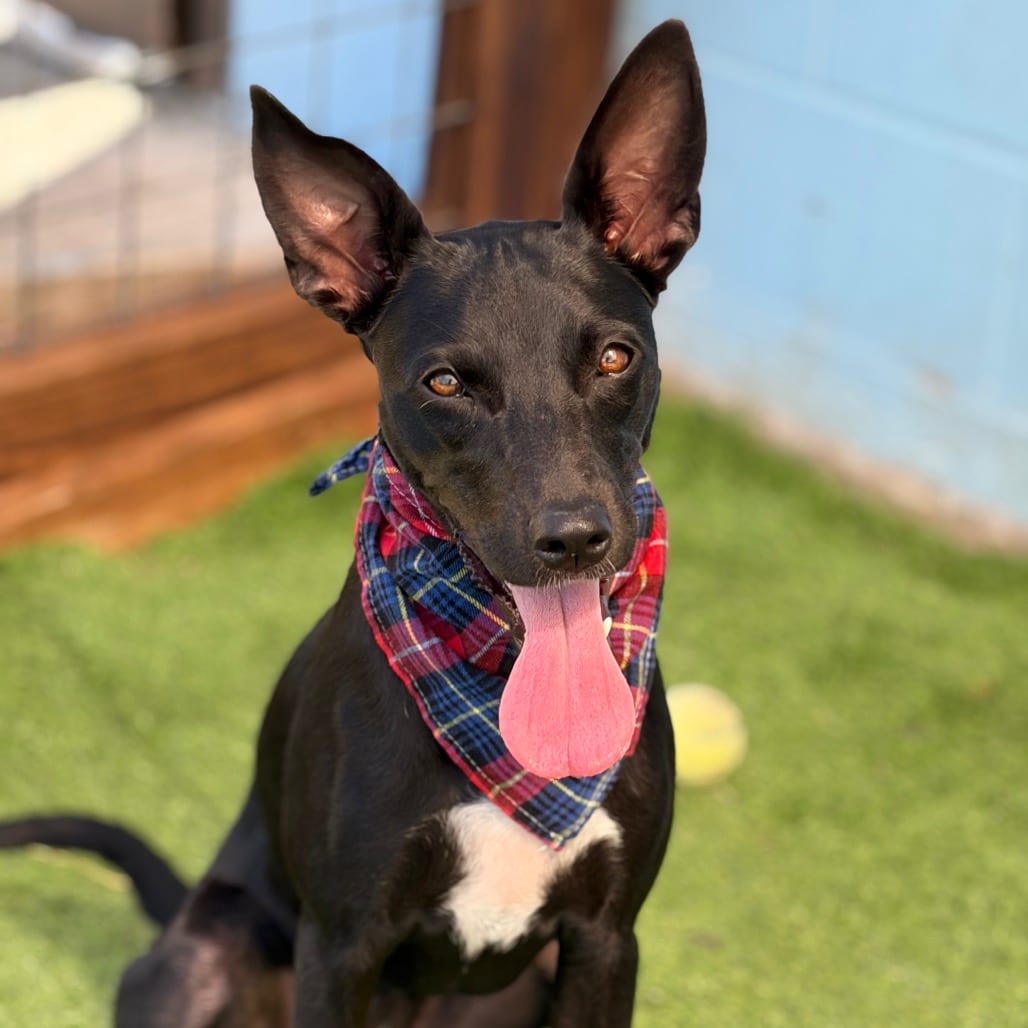 Photo of Lady 26-06-178, adoptable Mixed Breed (Medium) in Bastrop, Texas