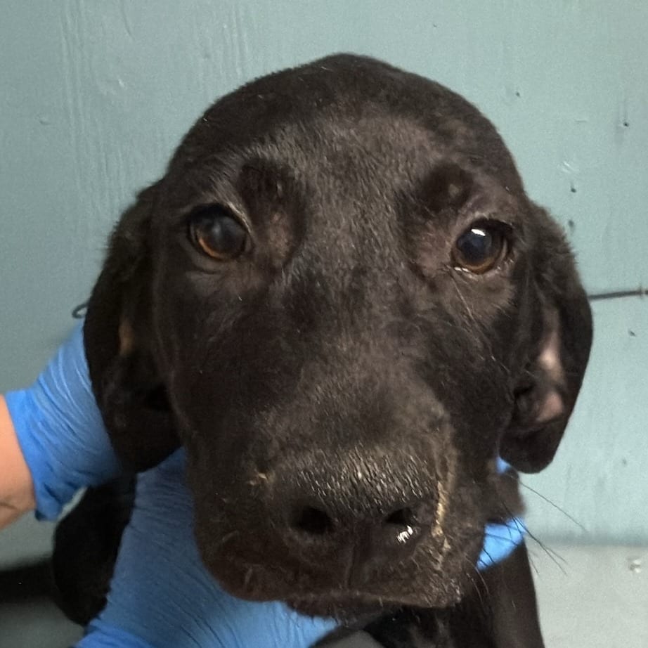 Photo of Coal, adoptable Mixed Breed (Medium) in Colville, Washington