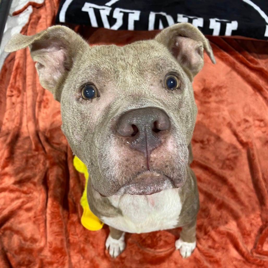 Photo of Prince Reid, adoptable Terrier, American Pit Bull in Houston, Texas