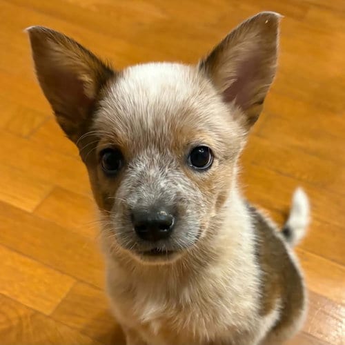 Photo of Captain Morgan, adoptable Australian Cattle Dog/Blue Heeler in Normal, Illinois