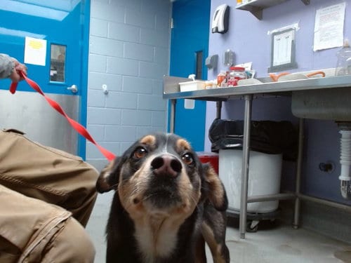 Photo of Banks, adoptable Husky in Albuquerque, New Mexico