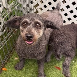 Photo of Gracie 7027, adoptable Poodle (Miniature) in Loxahatchee, Florida