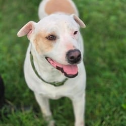 Photo of Meredith JuM, adoptable American Pit Bull Terrier Mixed Breed (Medium) in Nashville, Tennessee