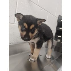 Photo of Stella, adoptable German Shepherd Dog in San Bernardino, California
