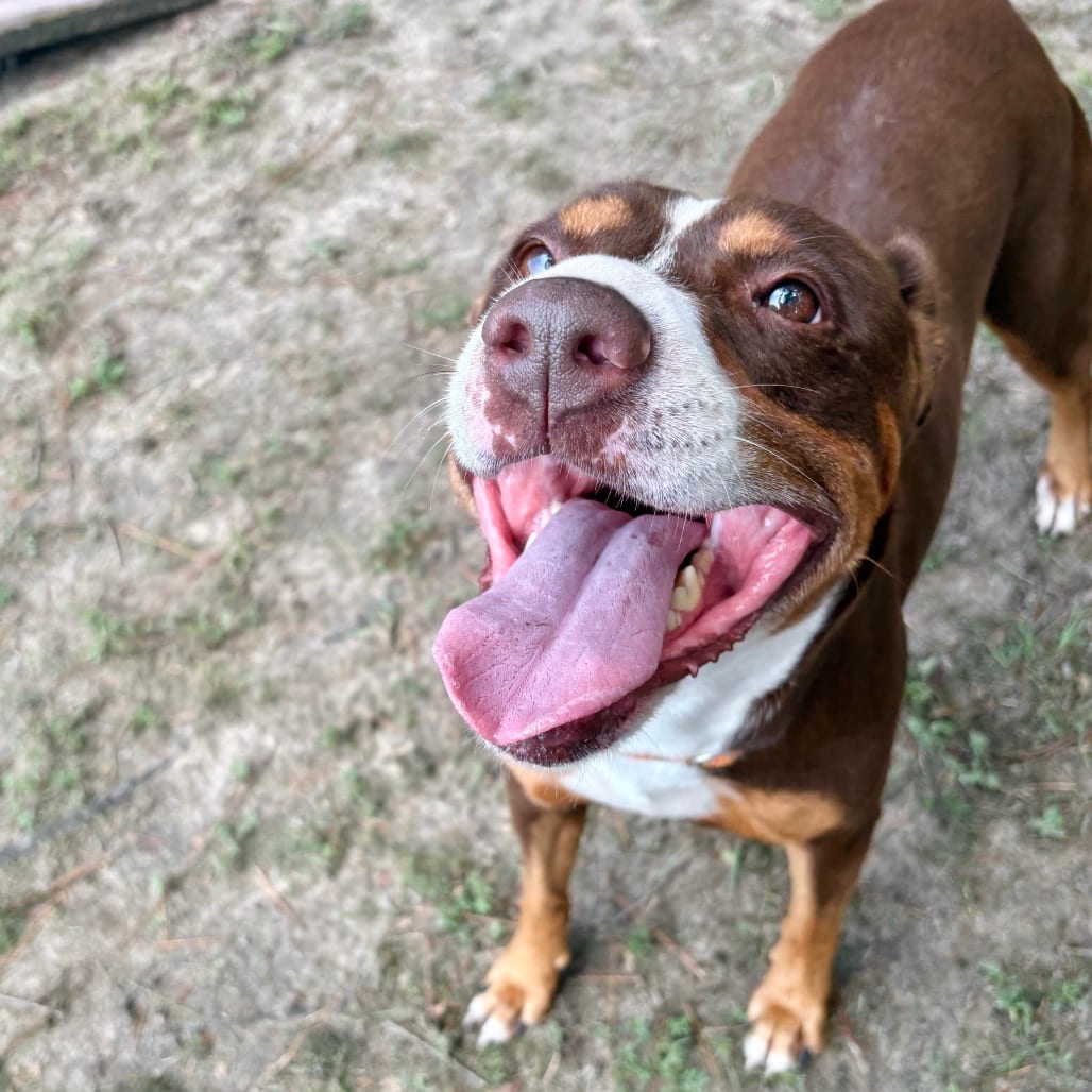 Photo of Diva Biscuit 🐾, adoptable Mixed Breed (Large) in Milton, Florida