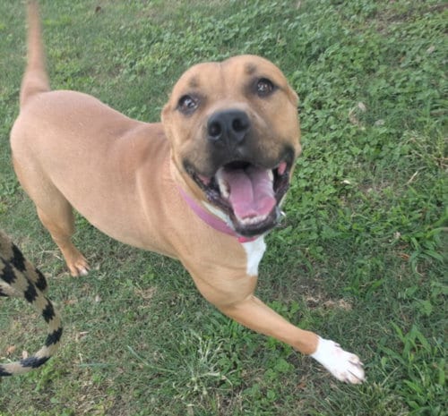 Photo of Piper, adoptable Pit Bull Terrier in Texas City, Texas