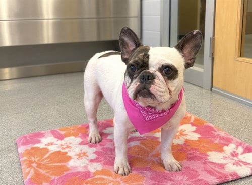 Photo of Tigerlily, adoptable French Bulldog in Orange, California