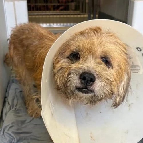 Photo of Bronco, adoptable Terrier in San Antonio, Texas