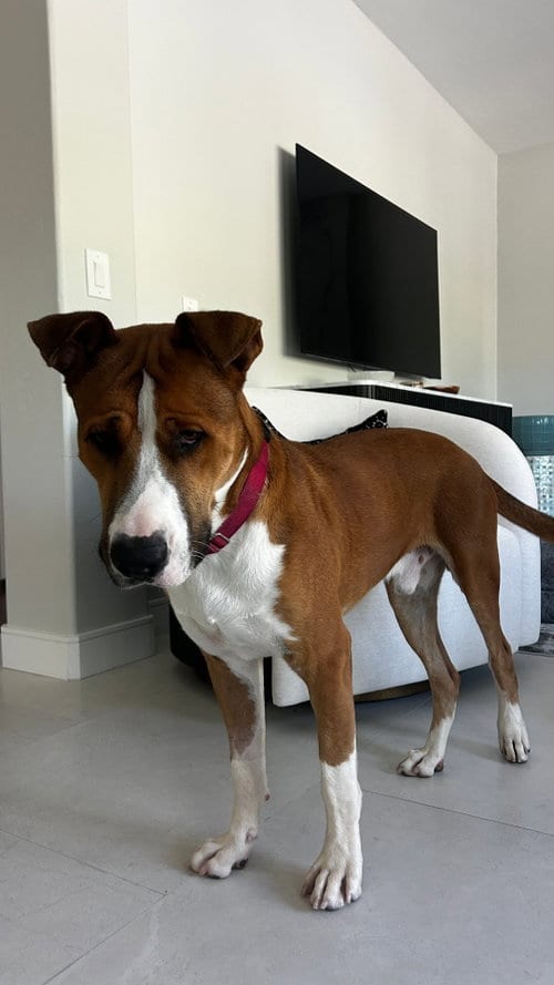 Photo of Lucky, adoptable Pit Bull Terrier in Chula Vista, California