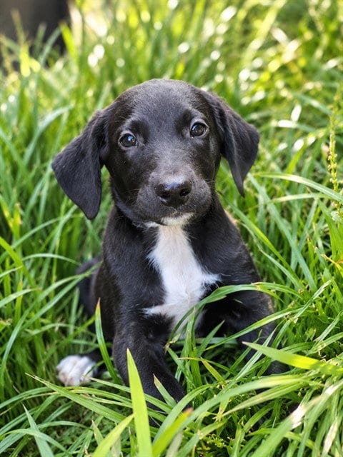 Photo of Remi, adoptable Labrador Retriever in Statesville, North Carolina