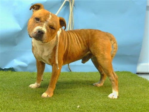 Photo of A5803079, adoptable Pit Bull Terrier in Gardena, California