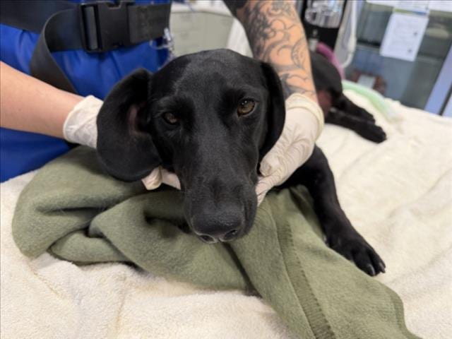 Photo of Henri, adoptable Mixed Breed in Santa Fe, New Mexico
